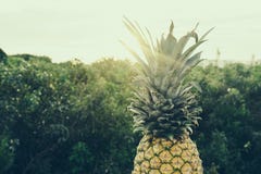 Pineapple next to bushes Pineapple next to bushes