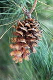 Pinecone Stock Photography Pinecone Stock Photography