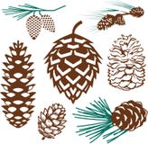 Pinecone Collection Royalty Free Stock Photography Pinecone Collection Royalty Free Stock Photography