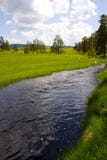 Pines, Grass, Water Royalty Free Stock Photos Pines, Grass, Water Royalty Free Stock Photos