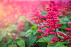Ping-red flower in garden for valentine day and happy day. royalty free stock photography Ping-red flower in garden for valentine day and happy day. royalty free stock photography