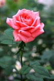 Ping Rose