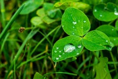 Pingos de chuva em um close-up verde da folha Gotas da água em um macro da planta verde Fotos de Stock Royalty Free Pingos de chuva em um close-up verde da folha Gotas da água em um macro da planta verde Fotos de Stock Royalty Free