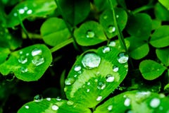 Pingos de chuva em um close-up verde da folha Gotas da água em um macro da planta verde Foto de Stock Pingos de chuva em um close-up verde da folha Gotas da água em um macro da planta verde Foto de Stock
