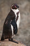 Pingouin photo libre de droits Pingouin photo libre de droits
