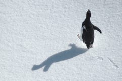 Pingouin courant