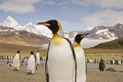 pingouin de roi de la Géorgie du sud pingouin de roi de la Géorgie du sud