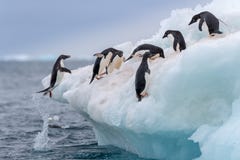 Pingouin sautant Un Adelie et un x28 ; Adélie& x29 ; le pingouin saute dessus à un iceberg photo libre de droits Pingouin sautant Un Adelie et un x28 ; Adélie& x29 ; le pingouin saute dessus à un iceberg photo libre de droits