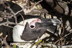 Pingouin se reposant dans son nid images libres de droits Pingouin se reposant dans son nid images libres de droits