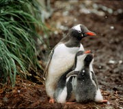 Pingouins de Gentoo, la Géorgie du sud Pingouins de Gentoo, la Géorgie du sud