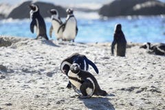 Pingu?nen bij het strand royalty-vrije stock foto's Pingu?nen bij het strand royalty-vrije stock foto's