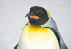 Pinguim de imperador imagens de stock royalty free Pinguim de imperador imagens de stock royalty free
