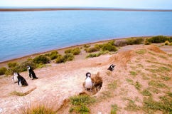 Pinguim em Punta Delgada em PenÃnsula Valdés fotografia de stock Pinguim em Punta Delgada em PenÃnsula Valdés fotografia de stock