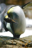 Pinguin-Bogen stockbilder Pinguin-Bogen stockbilder