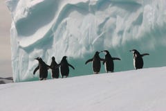 Pinguine auf Eisberg Pinguine auf Eisberg