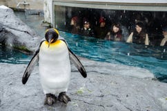 Pinguini allo zoo di Asahiyama immagine stock Pinguini allo zoo di Asahiyama immagine stock
