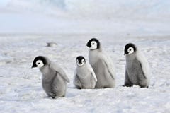 Pinguino dell'imperatore immagine stock Pinguino dell'imperatore immagine stock
