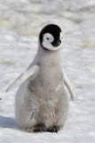 Pinguino dell'imperatore immagine stock Pinguino dell'imperatore immagine stock