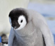 Pinguino dell'imperatore fotografia stock libera da diritti Pinguino dell'imperatore fotografia stock libera da diritti
