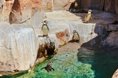 pinguins imagens de stock pinguins imagens de stock