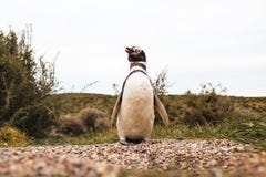 Pinguins na península de valdes Argentina do Patagonia, pinguim de Magellanic fotografia de stock royalty free Pinguins na península de valdes Argentina do Patagonia, pinguim de Magellanic fotografia de stock royalty free