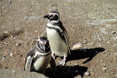 Pinguins on pebble beach stones stock photo Pinguins on pebble beach stones stock photo