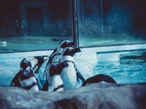 Pinguins que olham a algo sobre em algum lugar fotografia de stock Pinguins que olham a algo sobre em algum lugar fotografia de stock