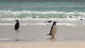 Pingwiny - Magellan i Gentoo Pingwiny - Magellan i Gentoo