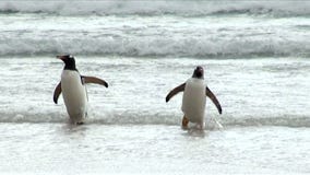 Pingwiny - Magellan i Gentoo Pingwiny - Magellan i Gentoo
