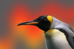 Pingüino Pingüino