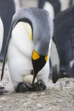 Pingüino con el huevo Pingüino con el huevo