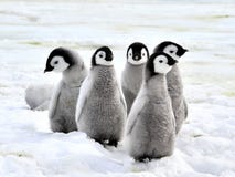 Pingüino de emperador Pingüino de emperador