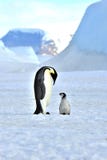 Pingüino de emperador Pingüino de emperador