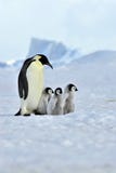 Pingüino de emperador Pingüino de emperador