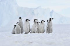 Pingüino de emperador Pingüino de emperador