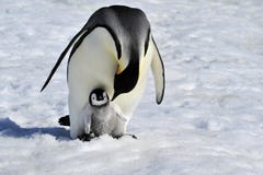 Pingüino de emperador Pingüino de emperador