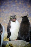 pingüinos imagen de archivo pingüinos imagen de archivo
