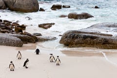 pingüinos africanos Negro-footed en la playa fotografía de archivo libre de regalías pingüinos africanos Negro-footed en la playa fotografía de archivo libre de regalías