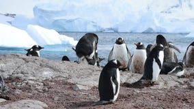 Pingüinos de Gentoo en la jerarquía Pingüinos de Gentoo en la jerarquía