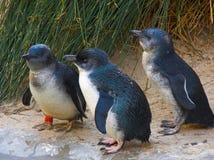 Pingüinos de hadas Pingüinos de hadas