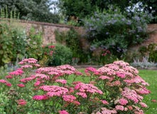 Pink achillea flowers, photographed in mid summer at in the historic walled garden at Eastcote House Gardens, London UK
