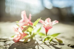 Pink alstroemeria stock photos Pink alstroemeria stock photos