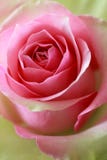 Pink And Green Rose Stock Photos Pink And Green Rose Stock Photos