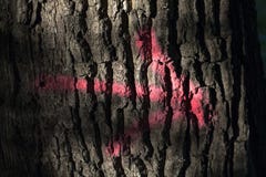 Pink arrow on a tree trunk stock photography Pink arrow on a tree trunk stock photography