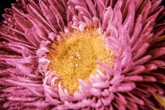 Pink aster in water droplets close-up
