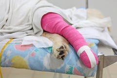 Pink bandage covering Golden retriever back leg stock photos Pink bandage covering Golden retriever back leg stock photos