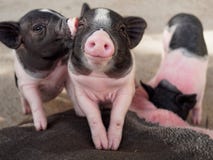 Pink and black pigs kissing showing love and friendship royalty free stock photo Pink and black pigs kissing showing love and friendship royalty free stock photo