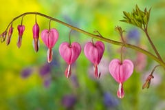 Pink Bleeding Heart Flowers Royalty Free Stock Photo Pink Bleeding Heart Flowers Royalty Free Stock Photo