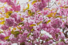 Pink blossoms on tree in spring with extreme bokeh stock image Pink blossoms on tree in spring with extreme bokeh stock image