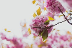 Pink blossoms on tree in spring with extreme bokeh stock image Pink blossoms on tree in spring with extreme bokeh stock image